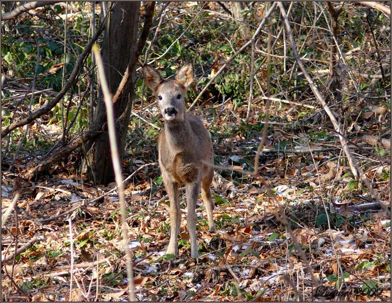 Il Capriolo